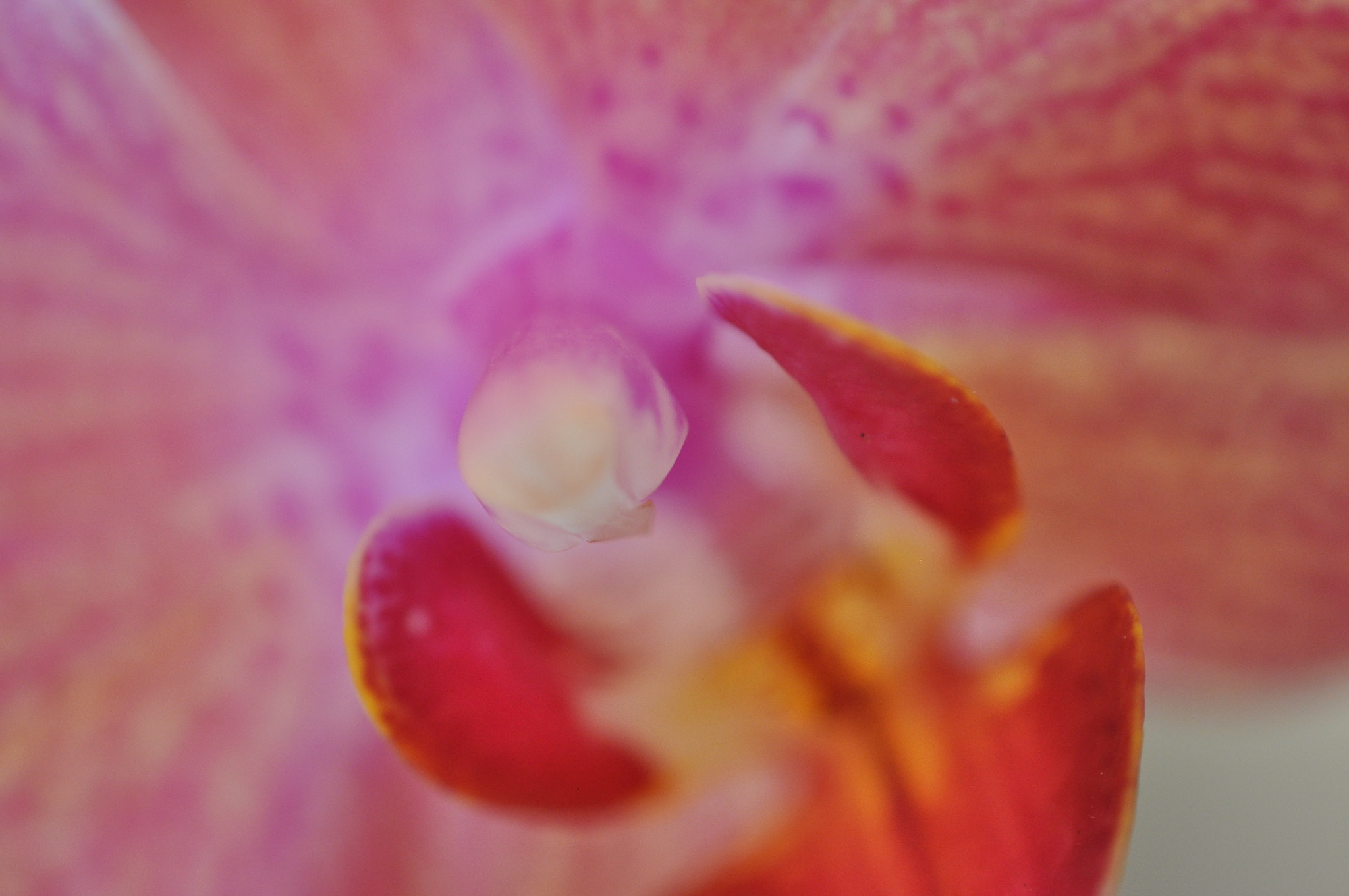 Nikon D5000 + Nikon AF-S DX Micro Nikkor 40mm F2.8 sample photo. .pink orchid. photography
