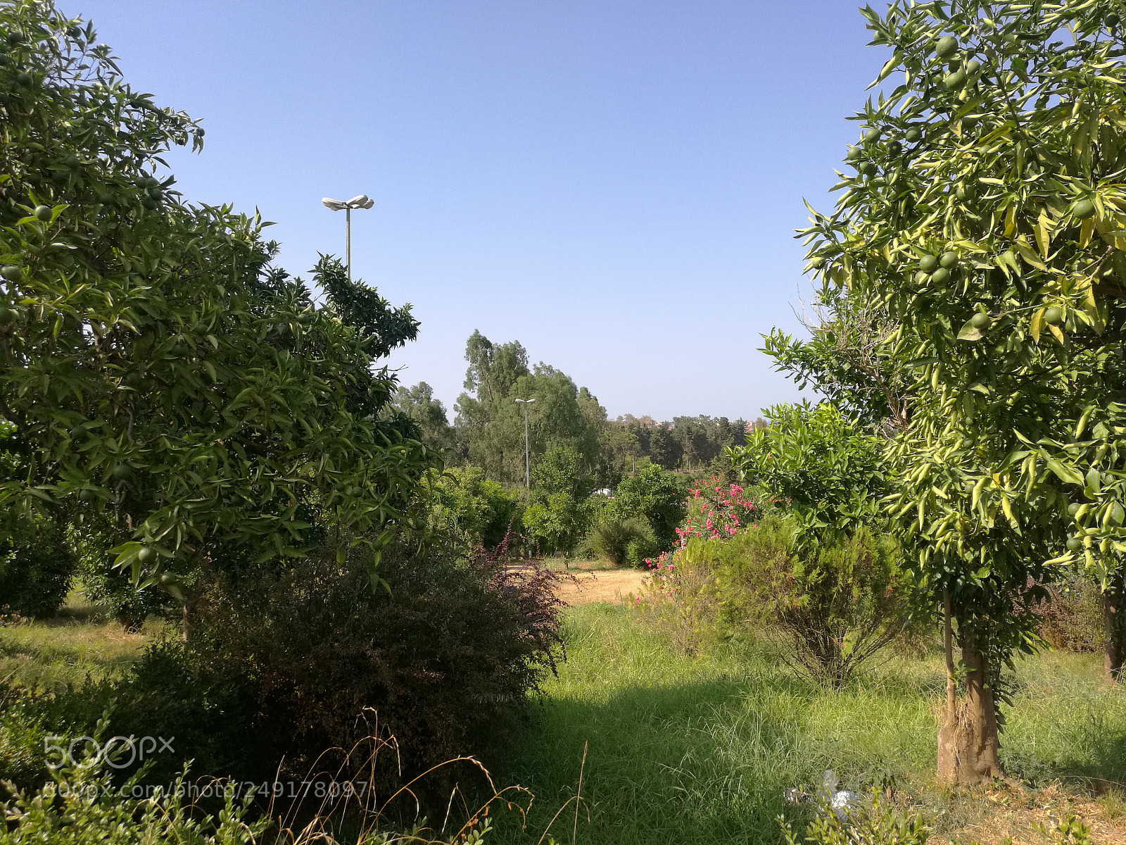 HUAWEI Mate 8 sample photo. Park 4 photography