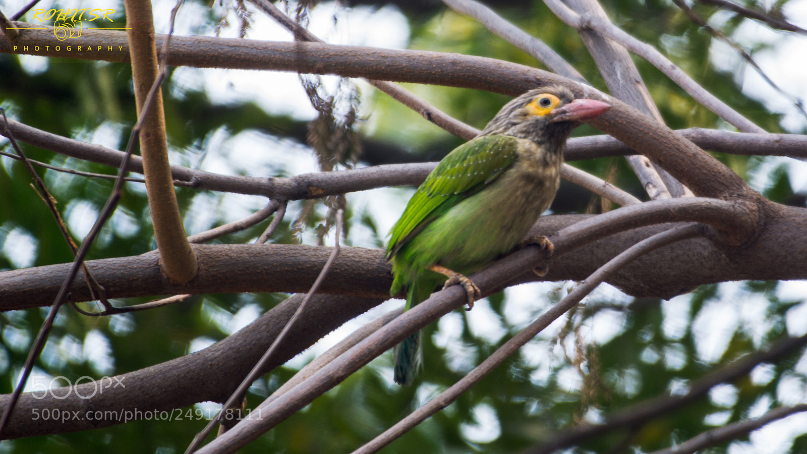 Nikon D3200 sample photo. Brown headed barbett photography