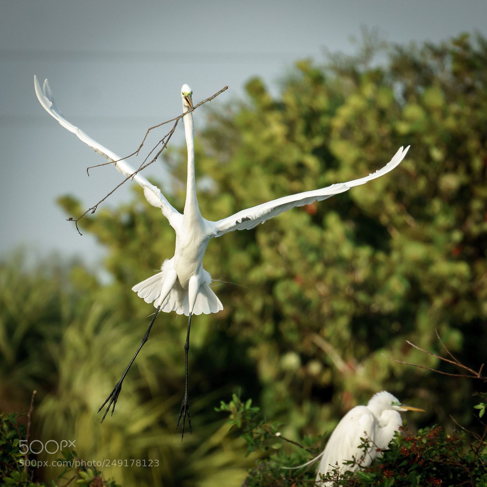 Sony a7R II sample photo. Egret photography