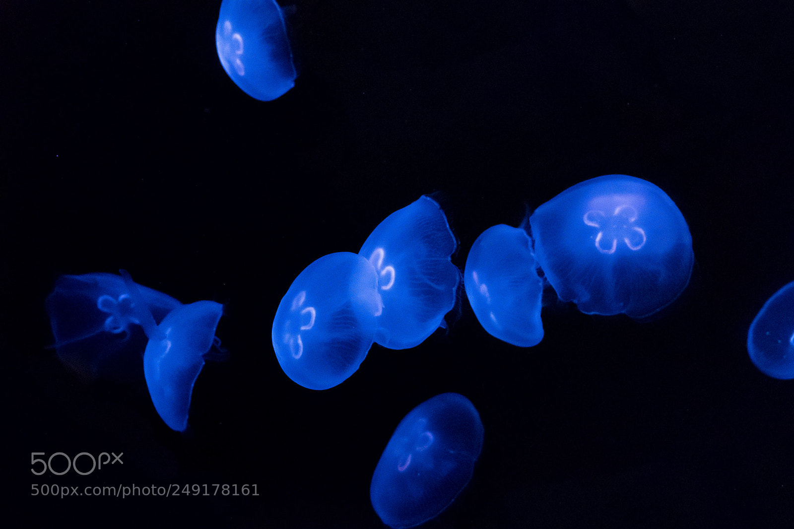 Fujifilm X-T2 sample photo. Underwater squad! photography
