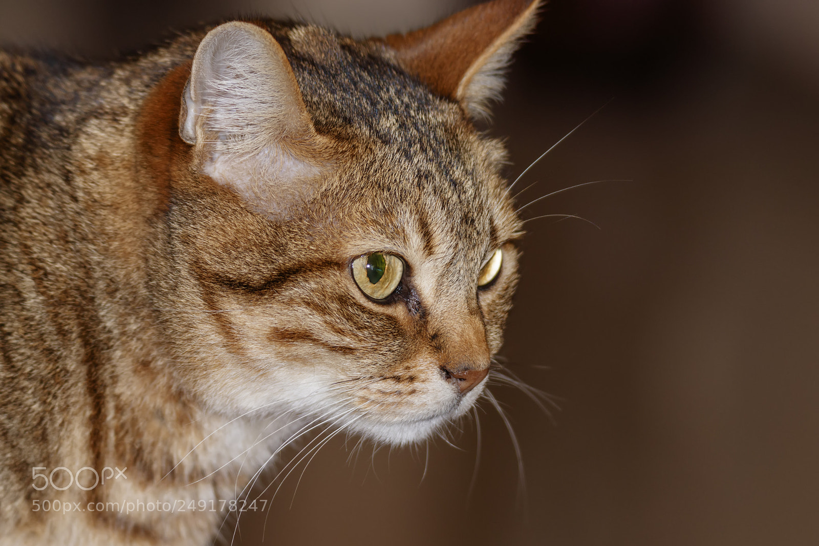 Canon EOS 80D sample photo. Head of gray tabby photography