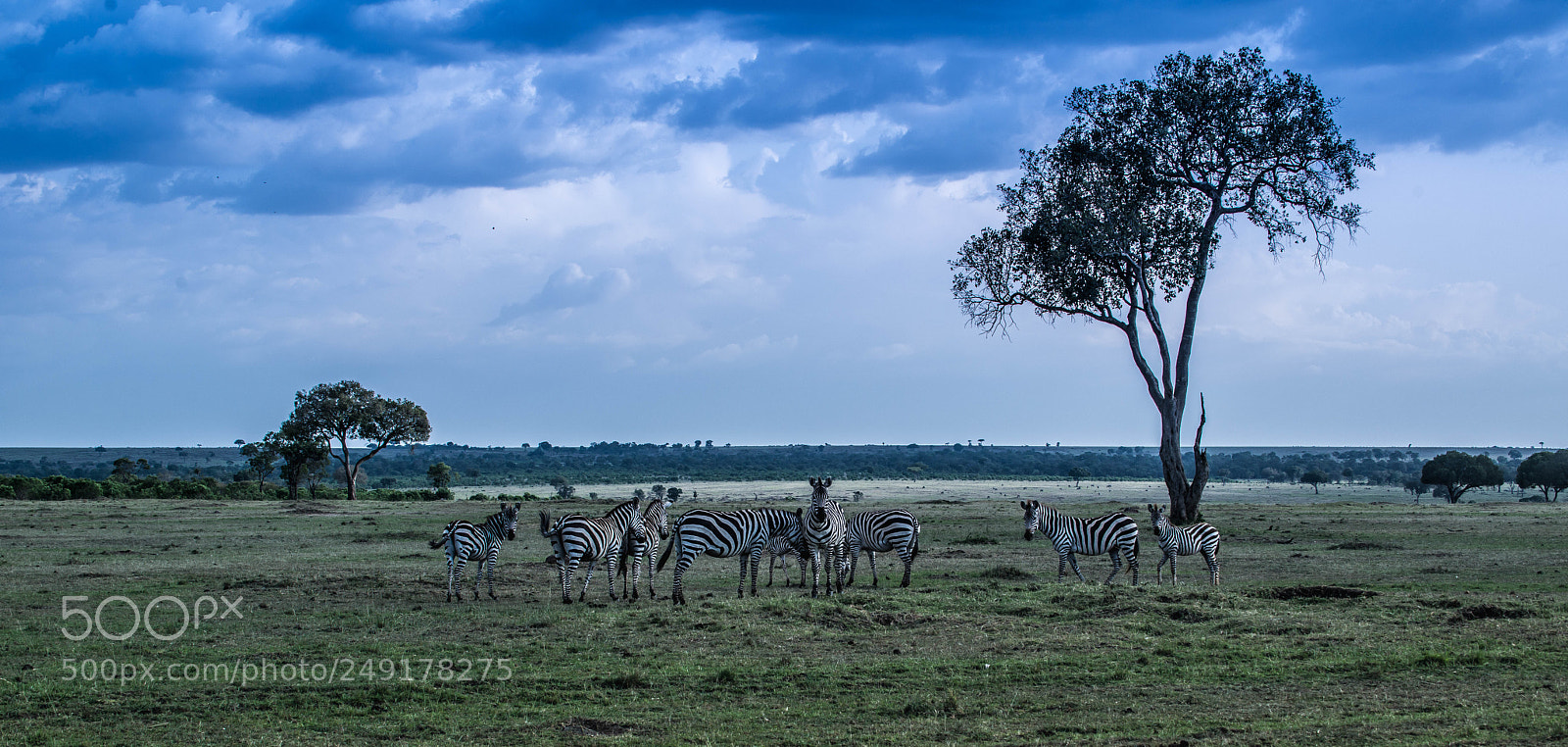 Nikon D800E sample photo. A herd of zebras photography