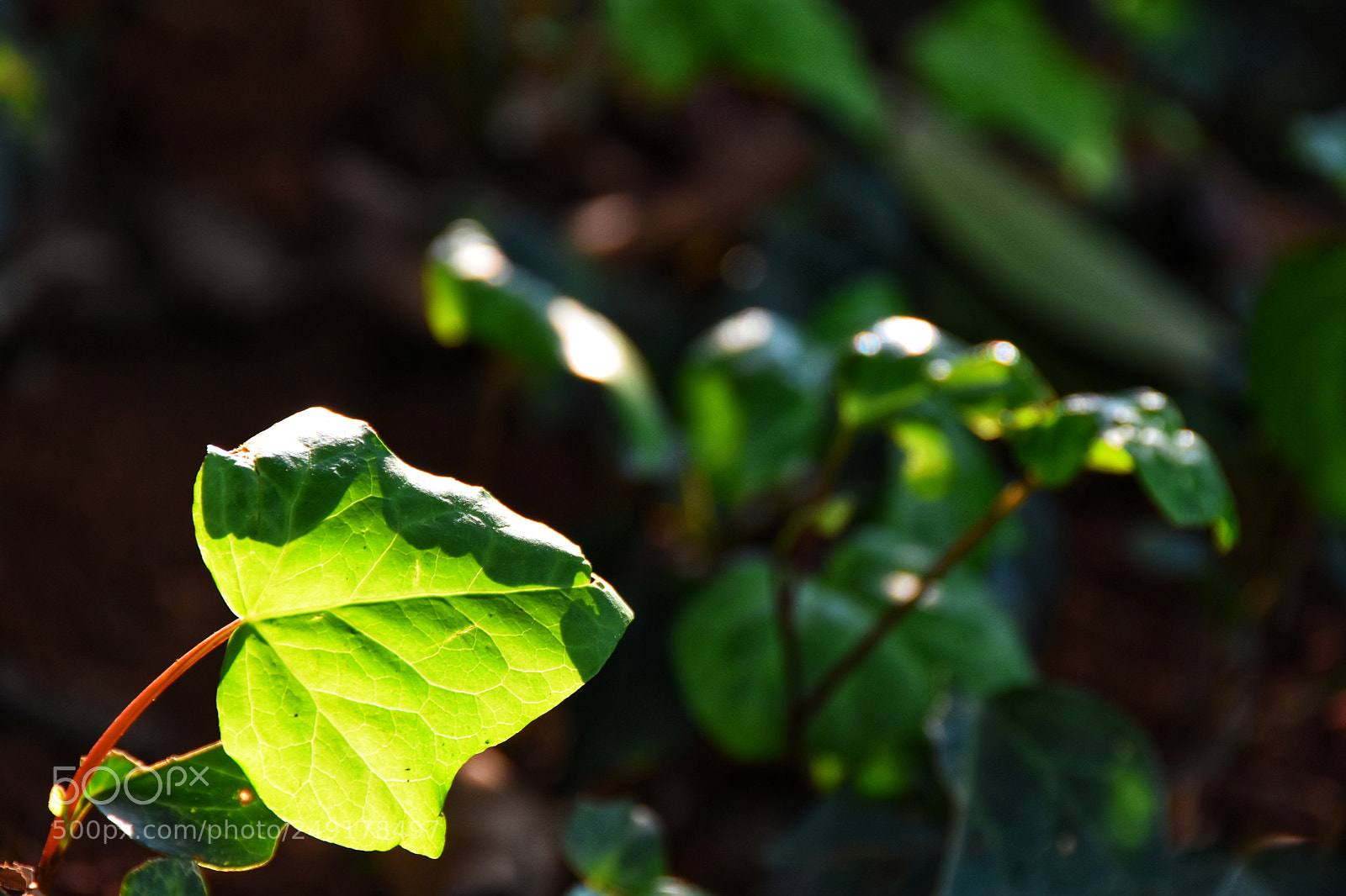 Nikon D7200 sample photo. Leaves  photography