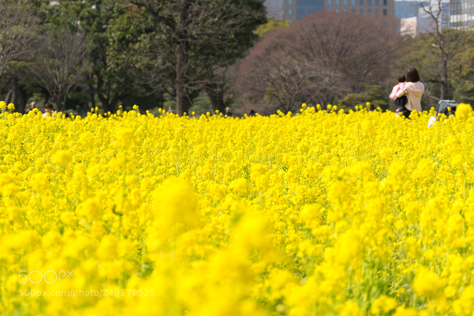 Sony a7 II sample photo. Spring has come! photography