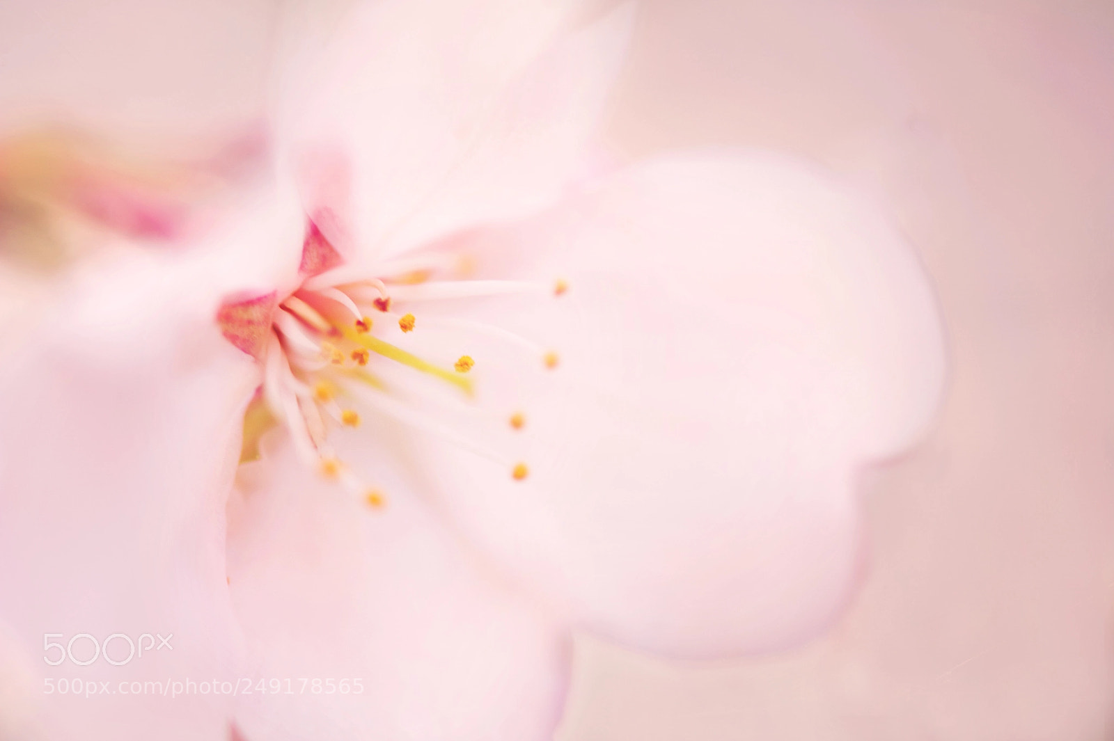 Nikon D3S sample photo. Cherry blossom photography
