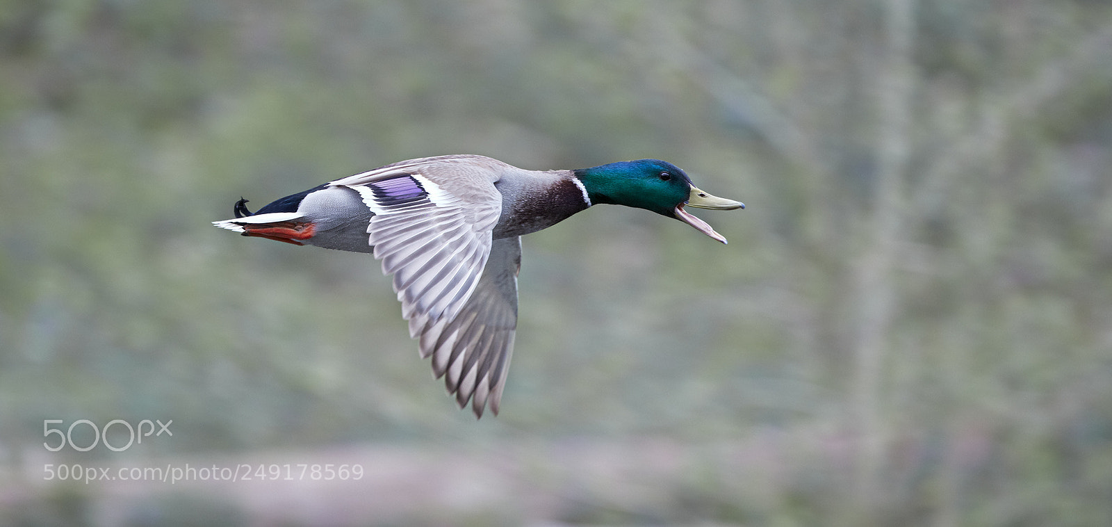 Canon EOS 5DS R sample photo. Duck photography