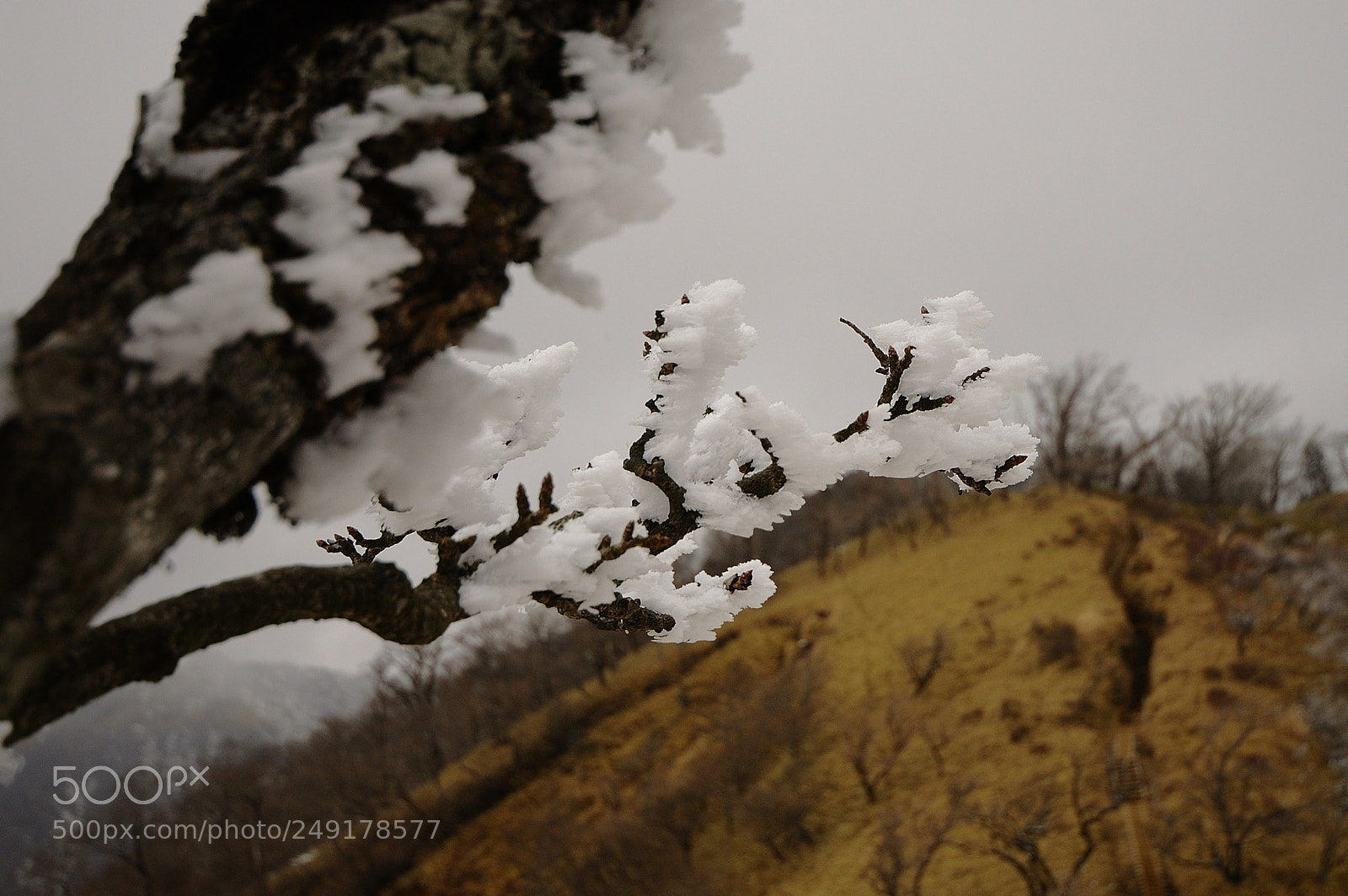 Nikon D90 sample photo. Snow flower photography