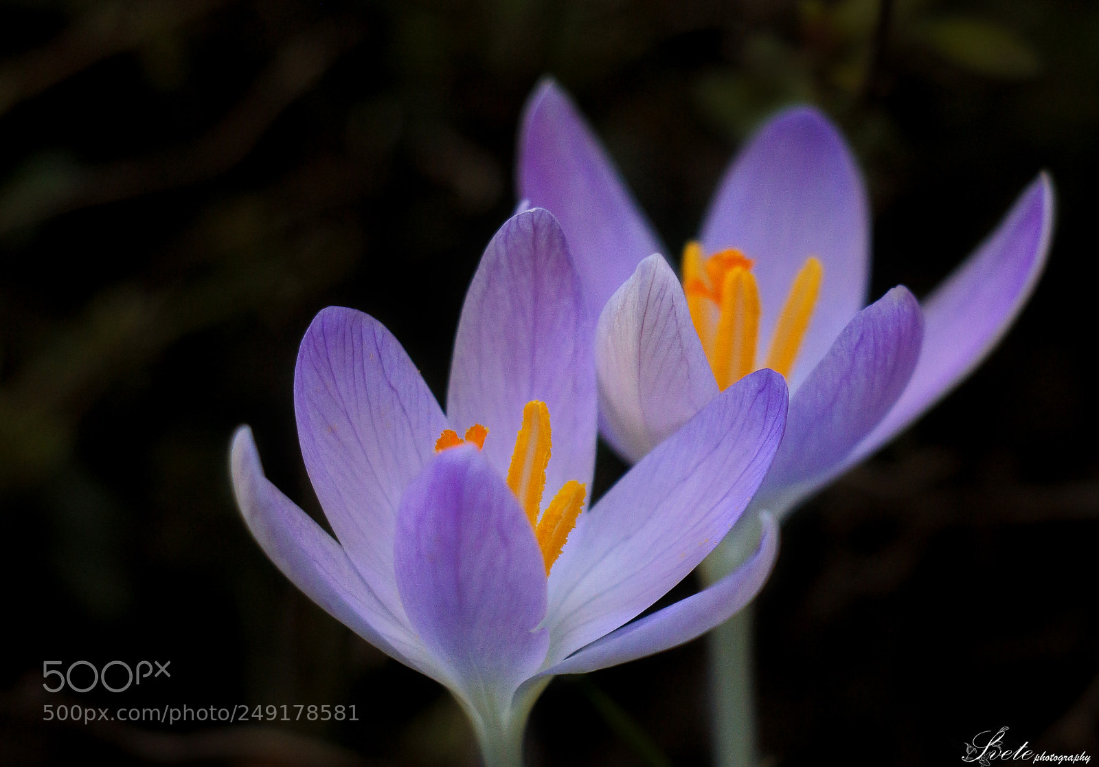 Canon EOS 700D (EOS Rebel T5i / EOS Kiss X7i) sample photo. Purple crocus photography