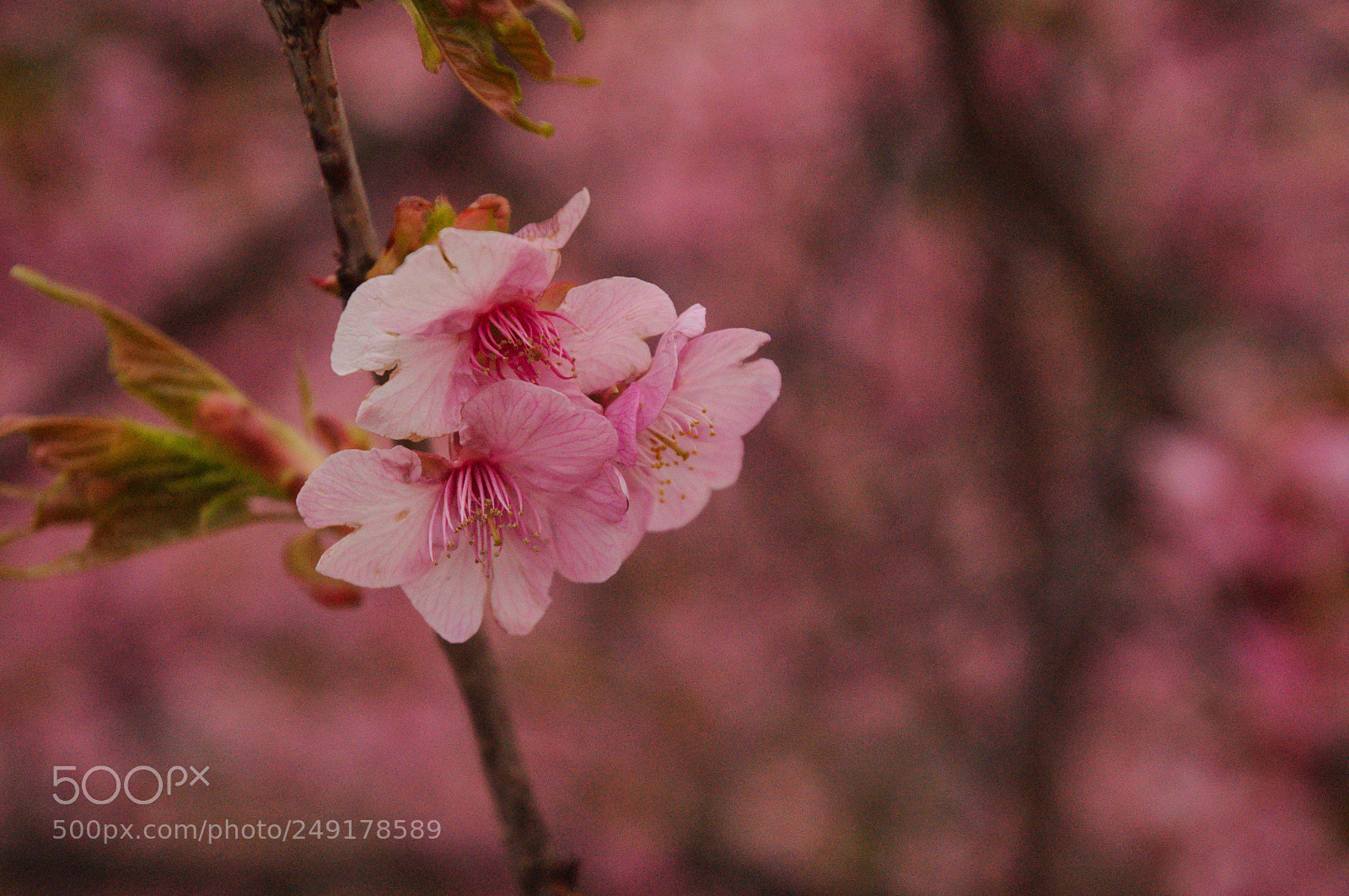 Nikon D90 sample photo. Sakura blossom photography