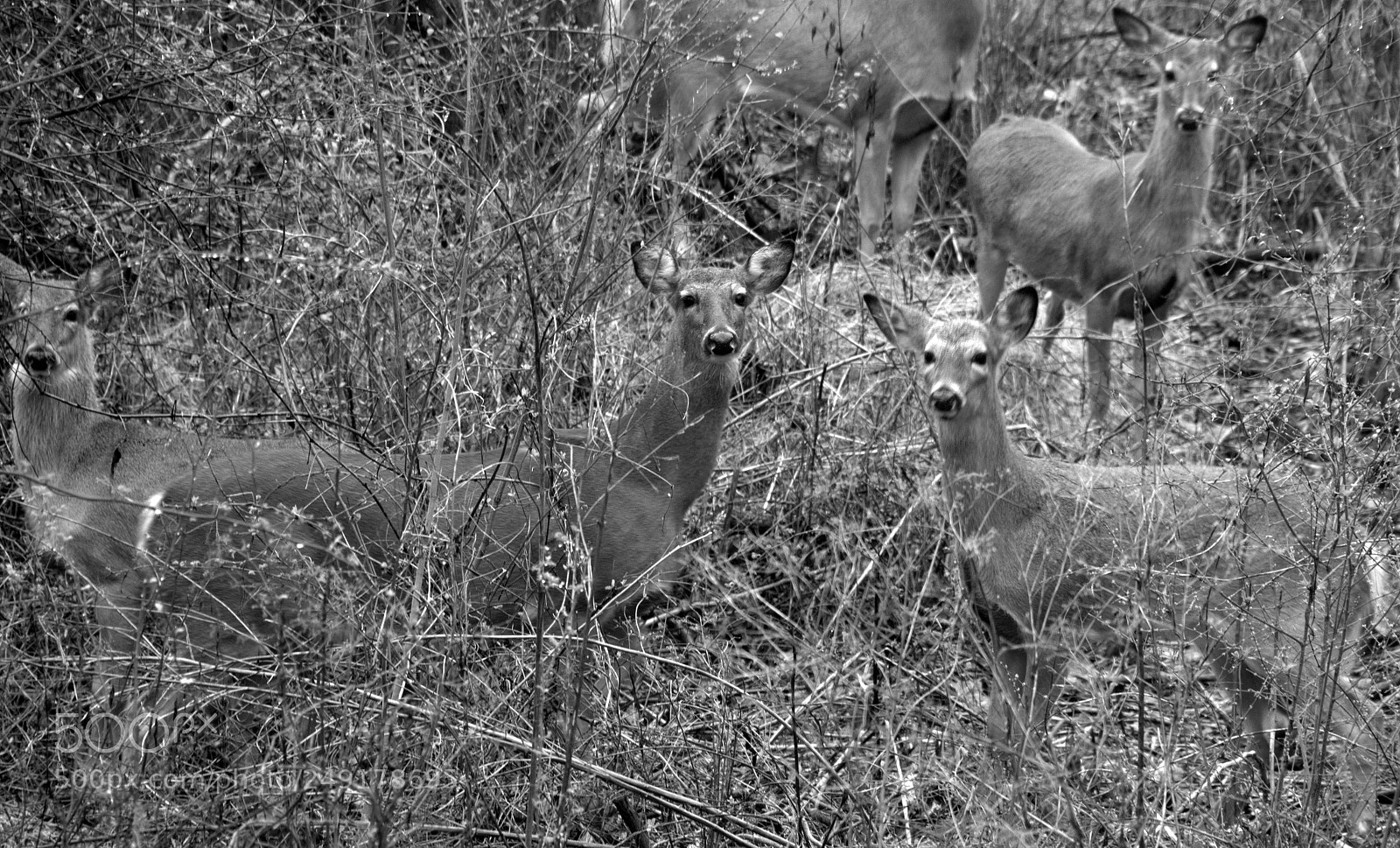 Nikon D5100 sample photo. Stand very very still photography