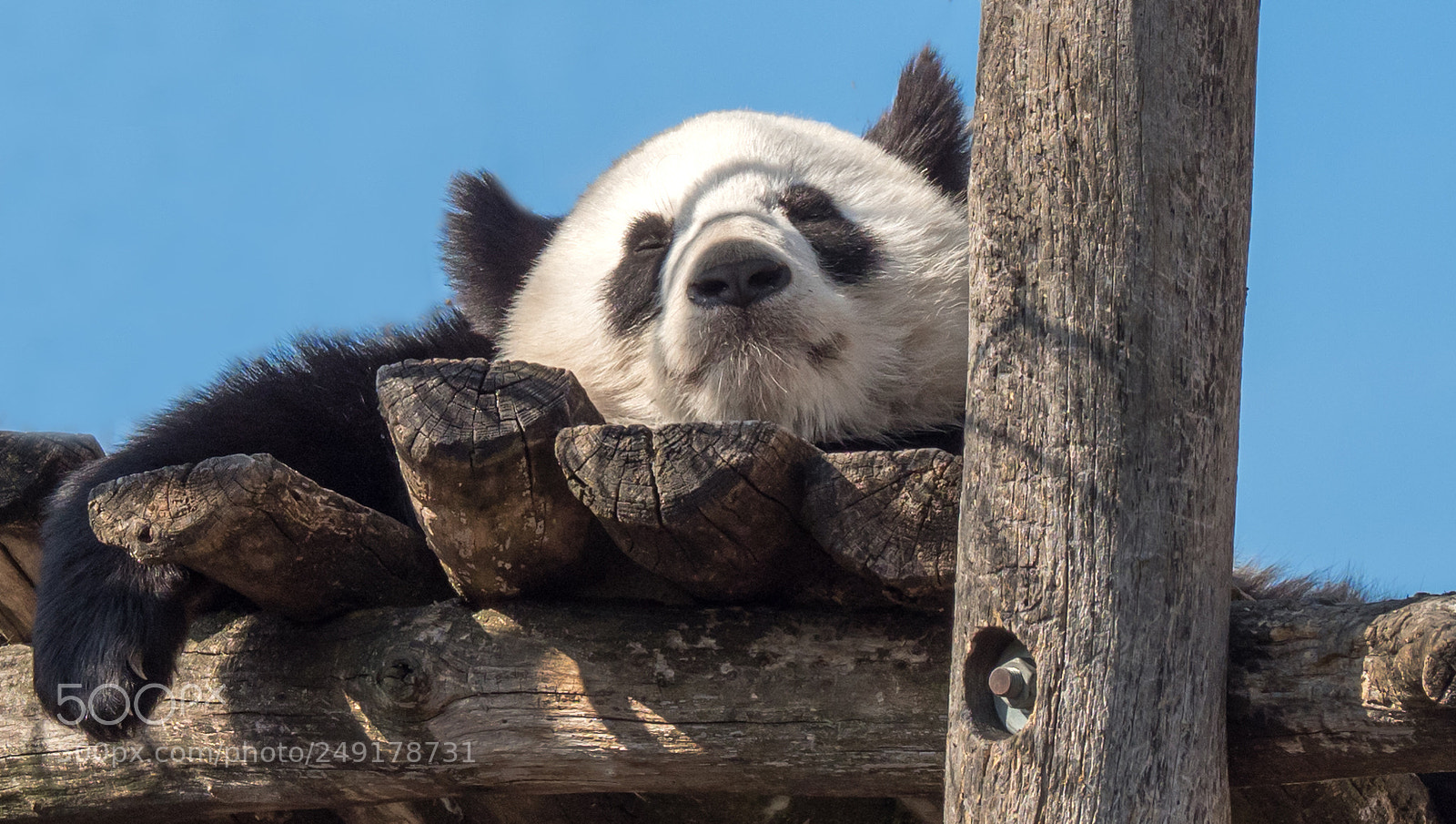 Olympus OM-D E-M1 Mark II sample photo. Sleeping panda photography