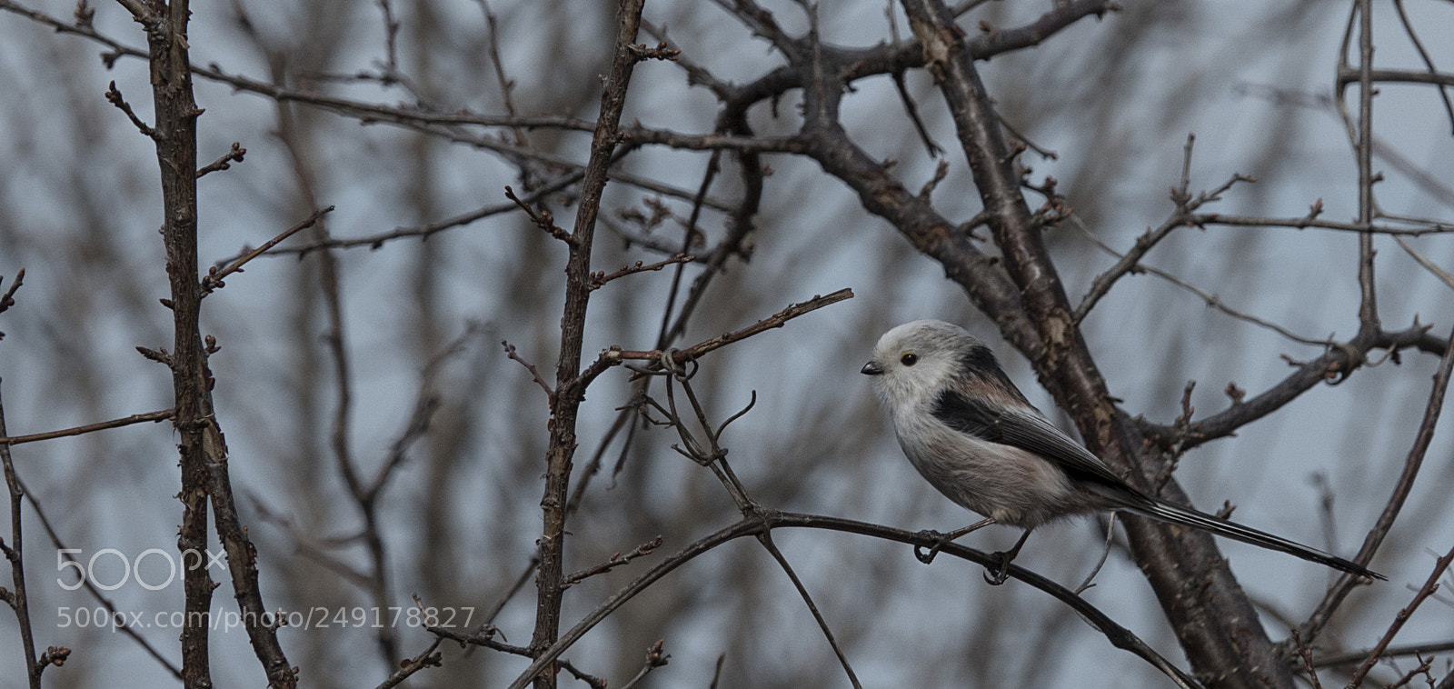 Sony Cyber-shot DSC-RX10 IV sample photo. Long-tailed tit photography