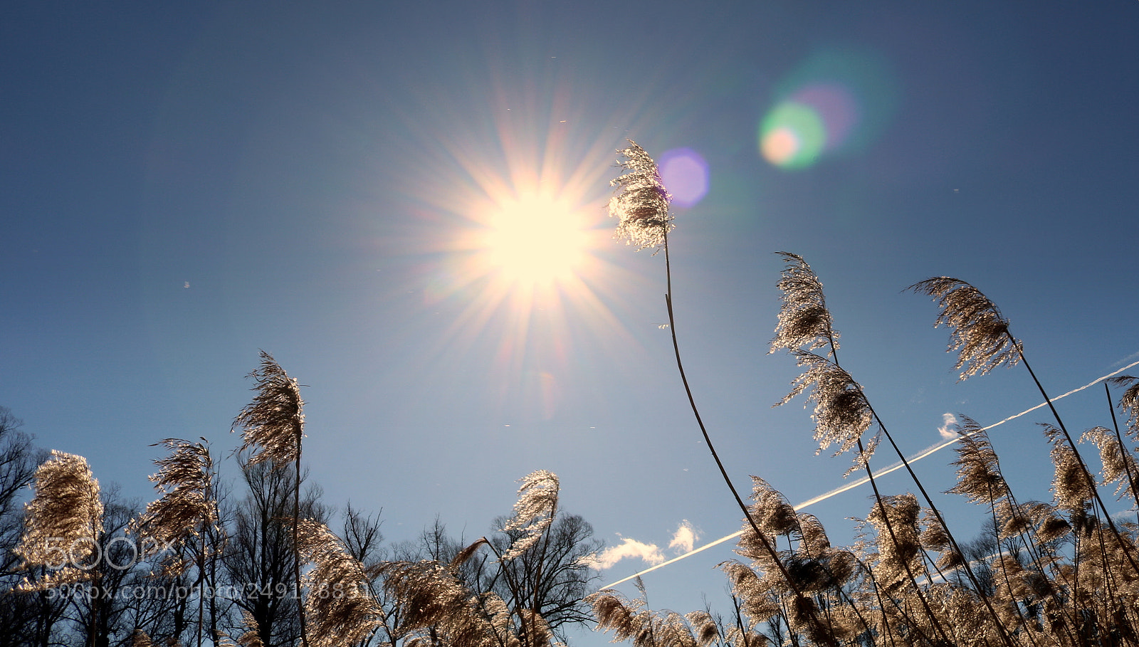 Canon EOS 750D (EOS Rebel T6i / EOS Kiss X8i) sample photo. "schilf" photography