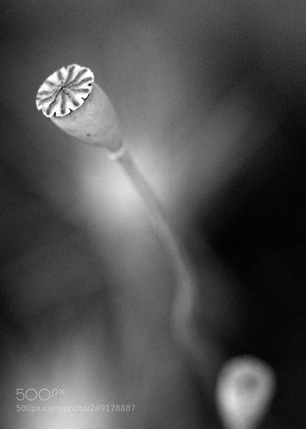 Nikon D3100 sample photo. Mono... photography