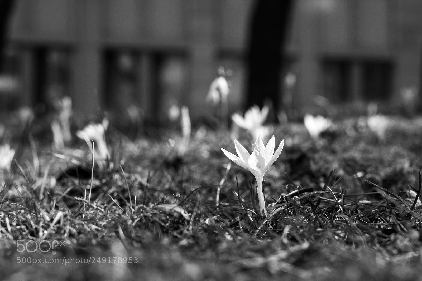 Canon EOS 7D sample photo. Springtime photography