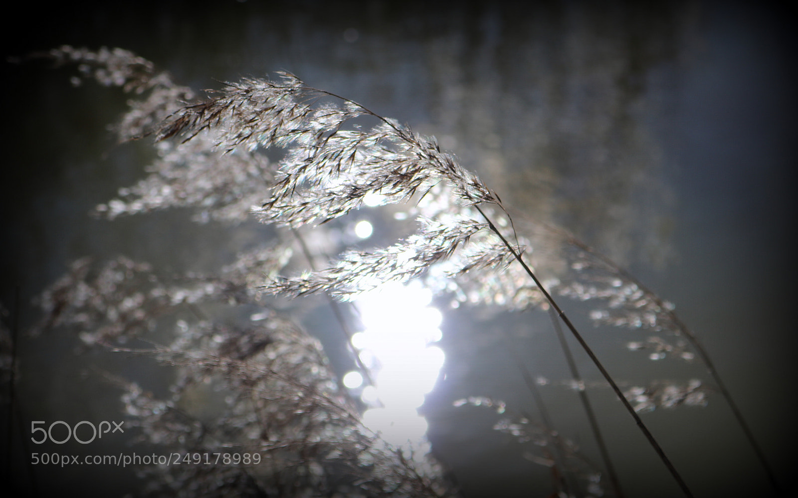 Canon EOS 750D (EOS Rebel T6i / EOS Kiss X8i) sample photo. "schilf 2" photography