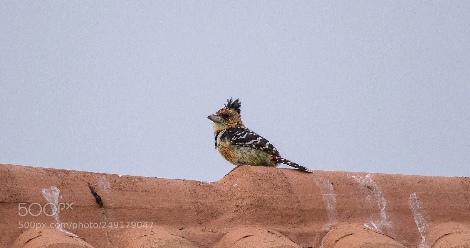 Olympus OM-D E-M10 II sample photo. Crested barbet photography