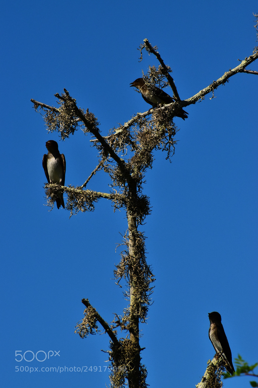 Nikon D5600 sample photo. Birds in los frailes photography