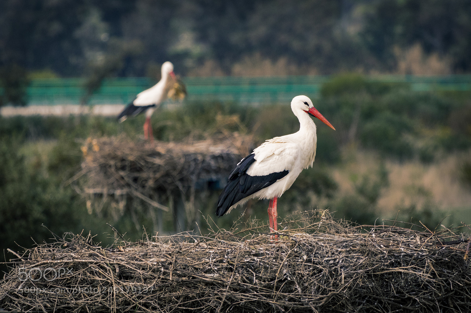 Canon EOS 80D sample photo. Preparing their nests photography