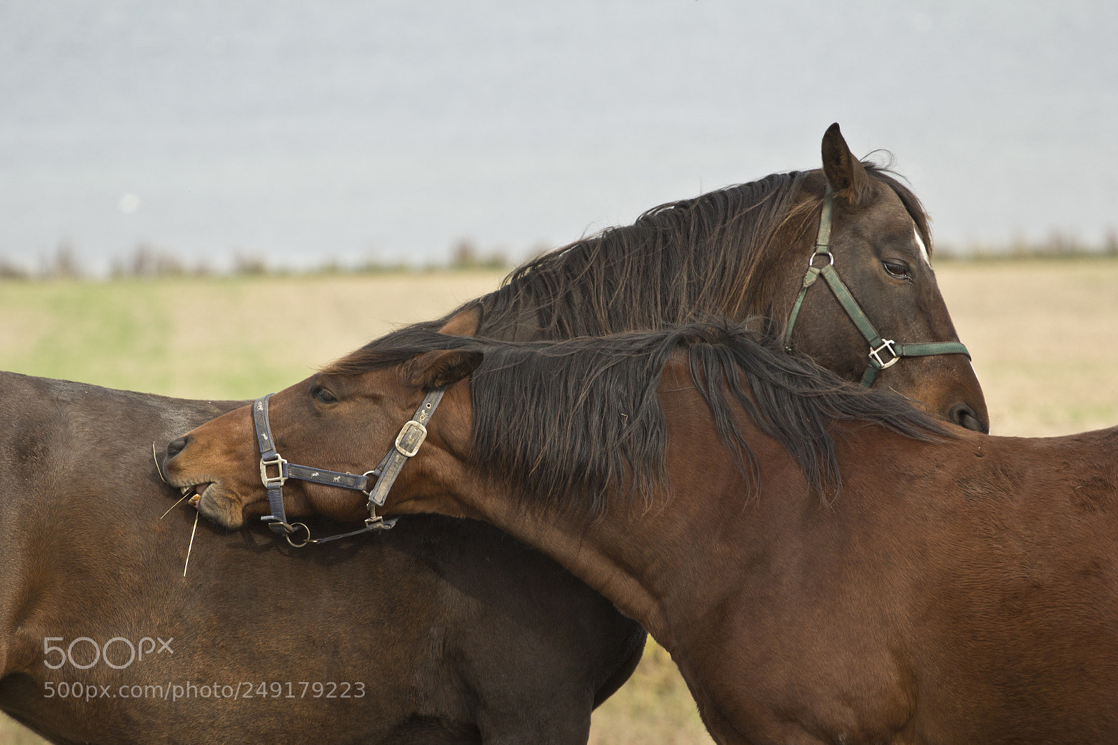 Canon EOS 60D sample photo. Couple horse in love photography