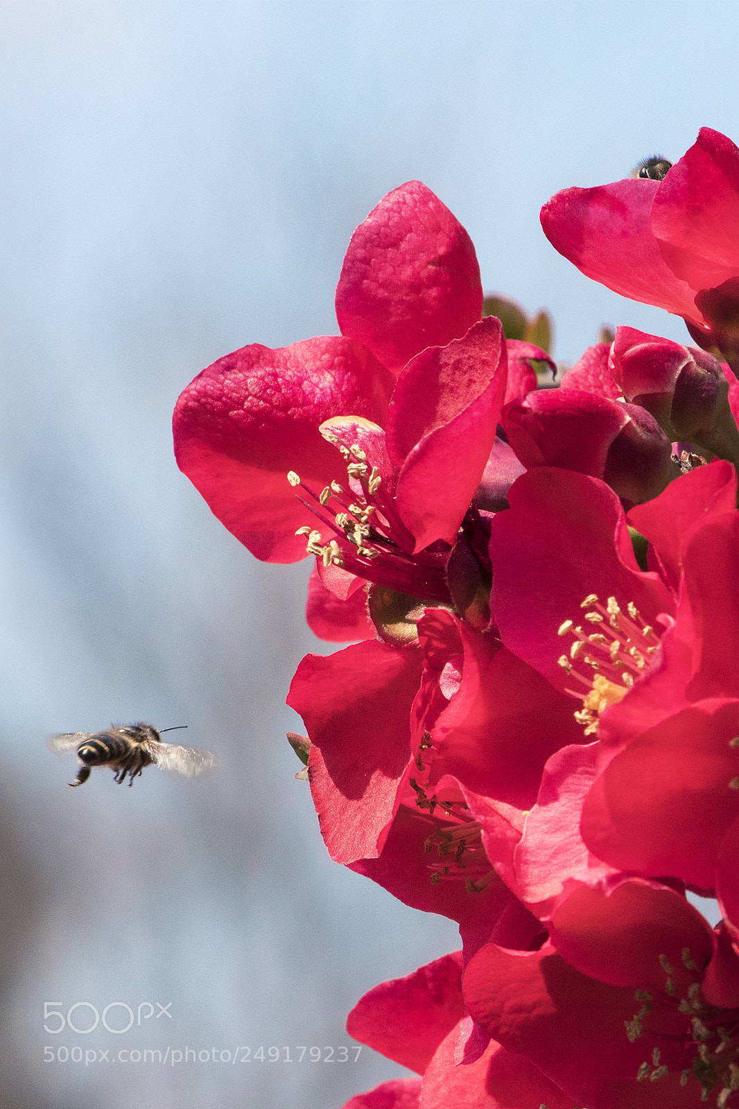 Canon EOS 80D sample photo. Busy bee Ⅲ photography
