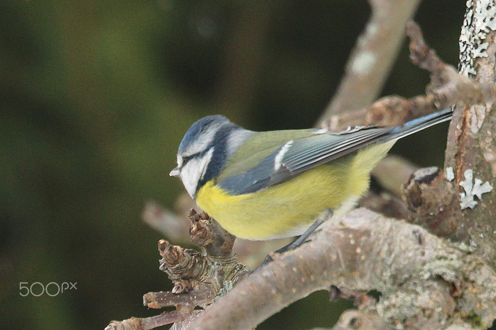 Canon EOS 700D (EOS Rebel T5i / EOS Kiss X7i) sample photo. The fine colorful bluetit. photography