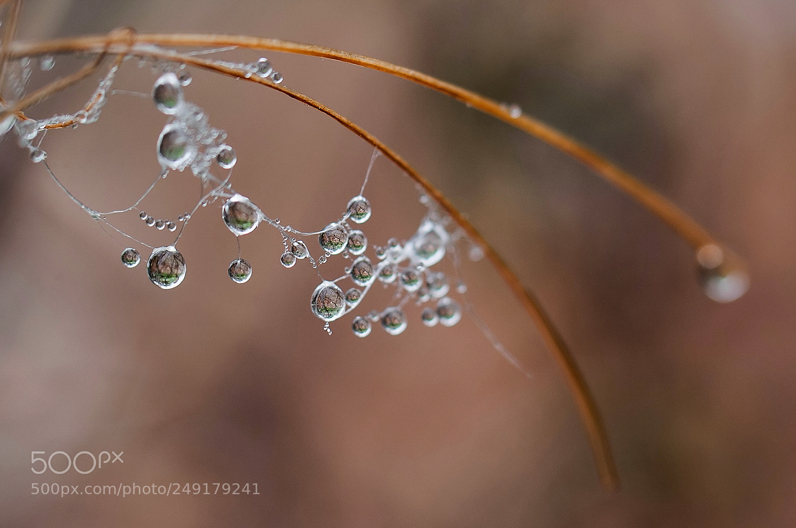 Nikon D700 sample photo. Nebeltropfen photography