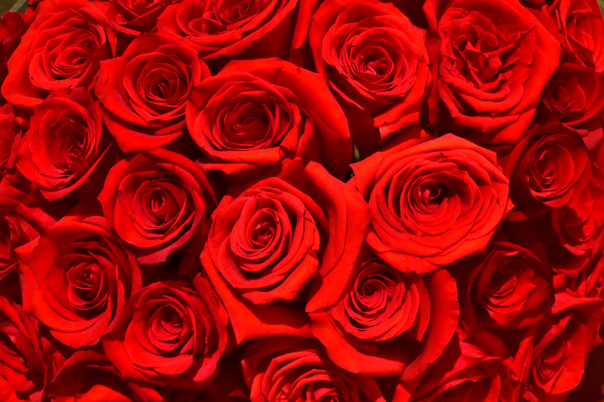 Nikon AF-S DX Nikkor 35mm F1.8G sample photo. Valentines roses! photography