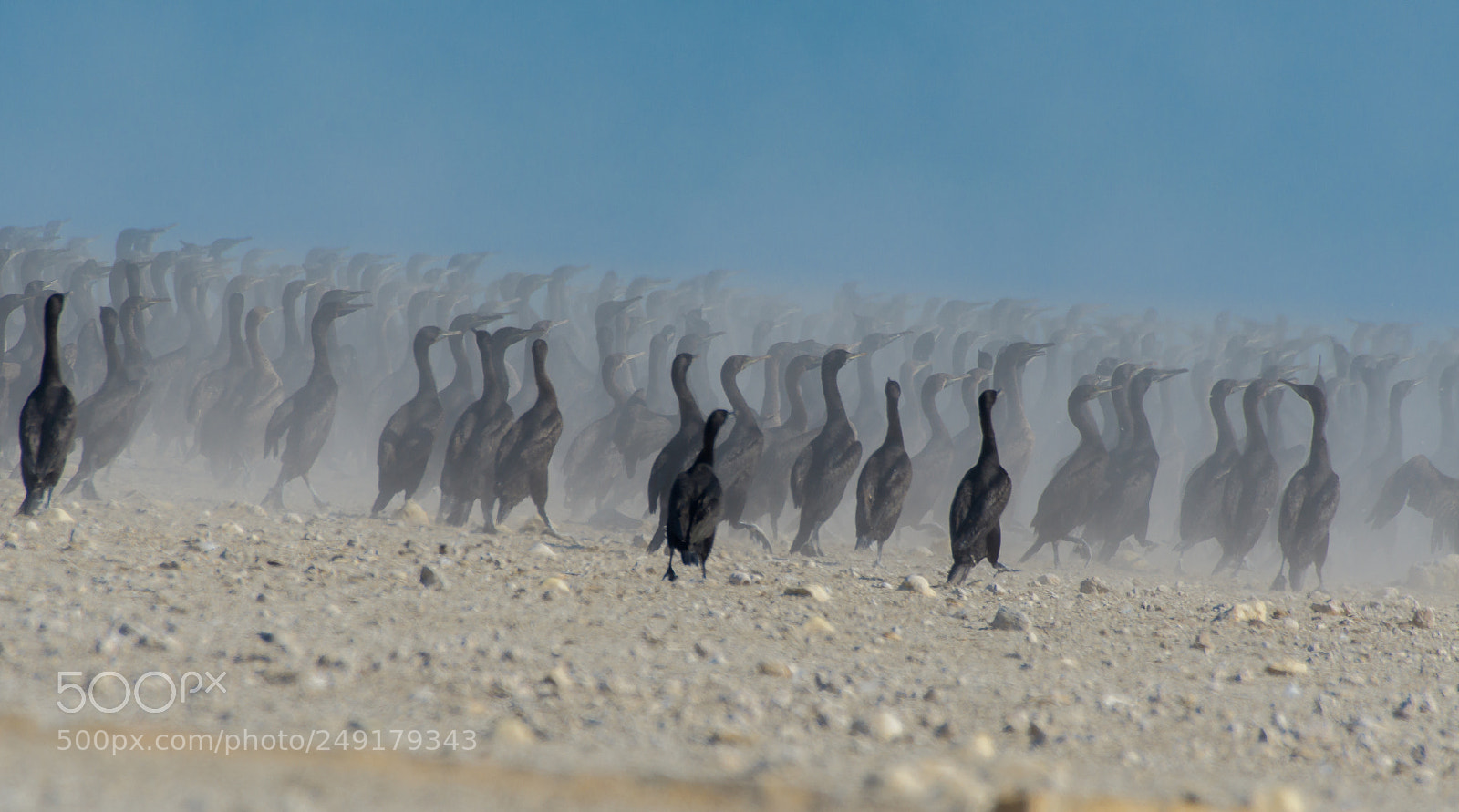 Nikon D500 sample photo. Socotra cormorant photography