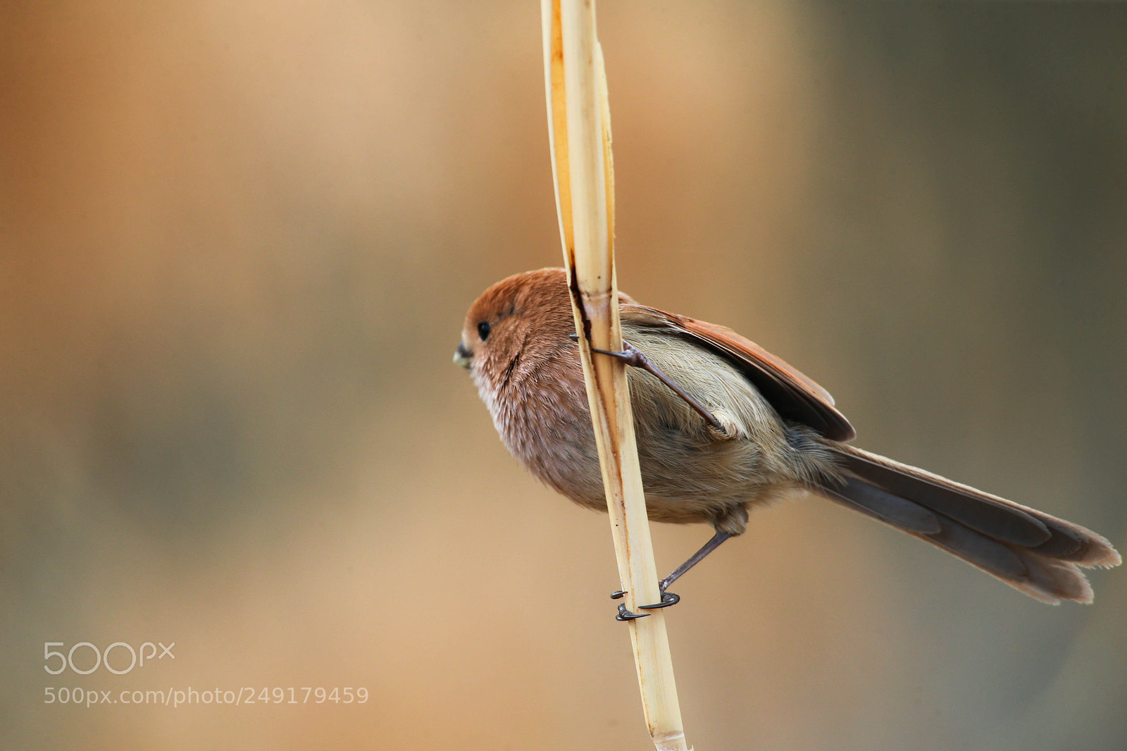 Canon EOS-1D X sample photo. Korea photography