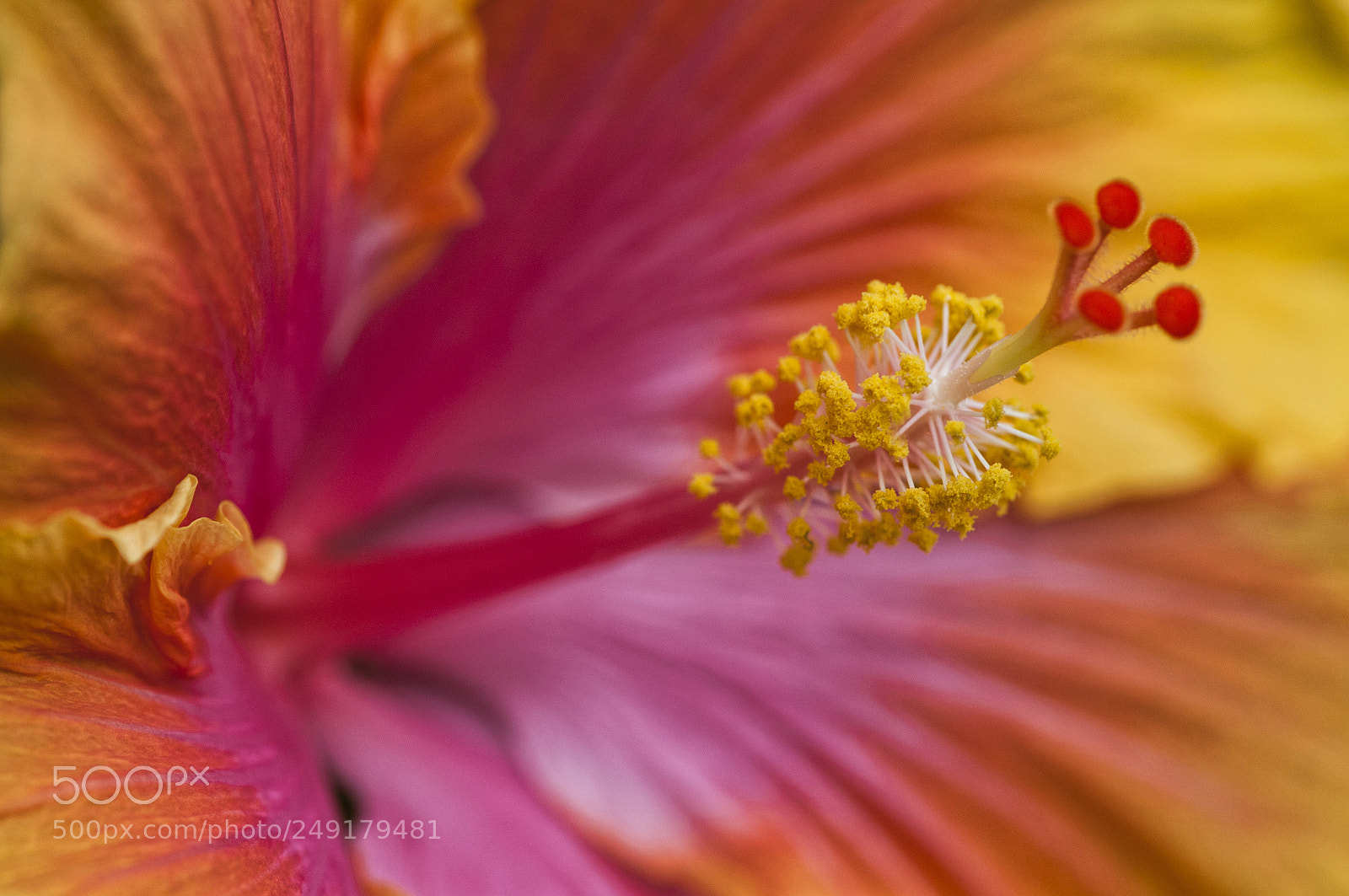 Nikon D300S sample photo. Pollen photography