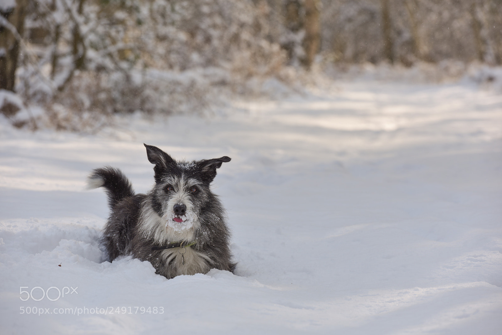 Nikon D810 sample photo. Delicious snow photography