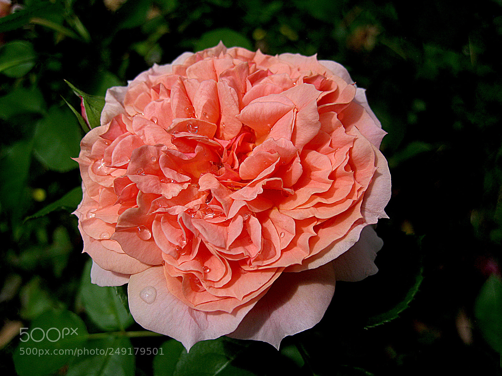Canon DIGITAL IXUS 960 IS sample photo. Elysium fields rose photography