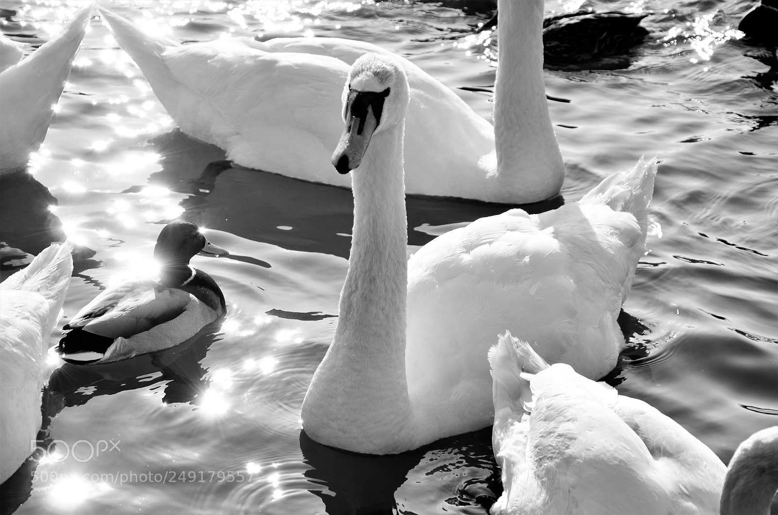 Nikon D5100 sample photo. Swan photography