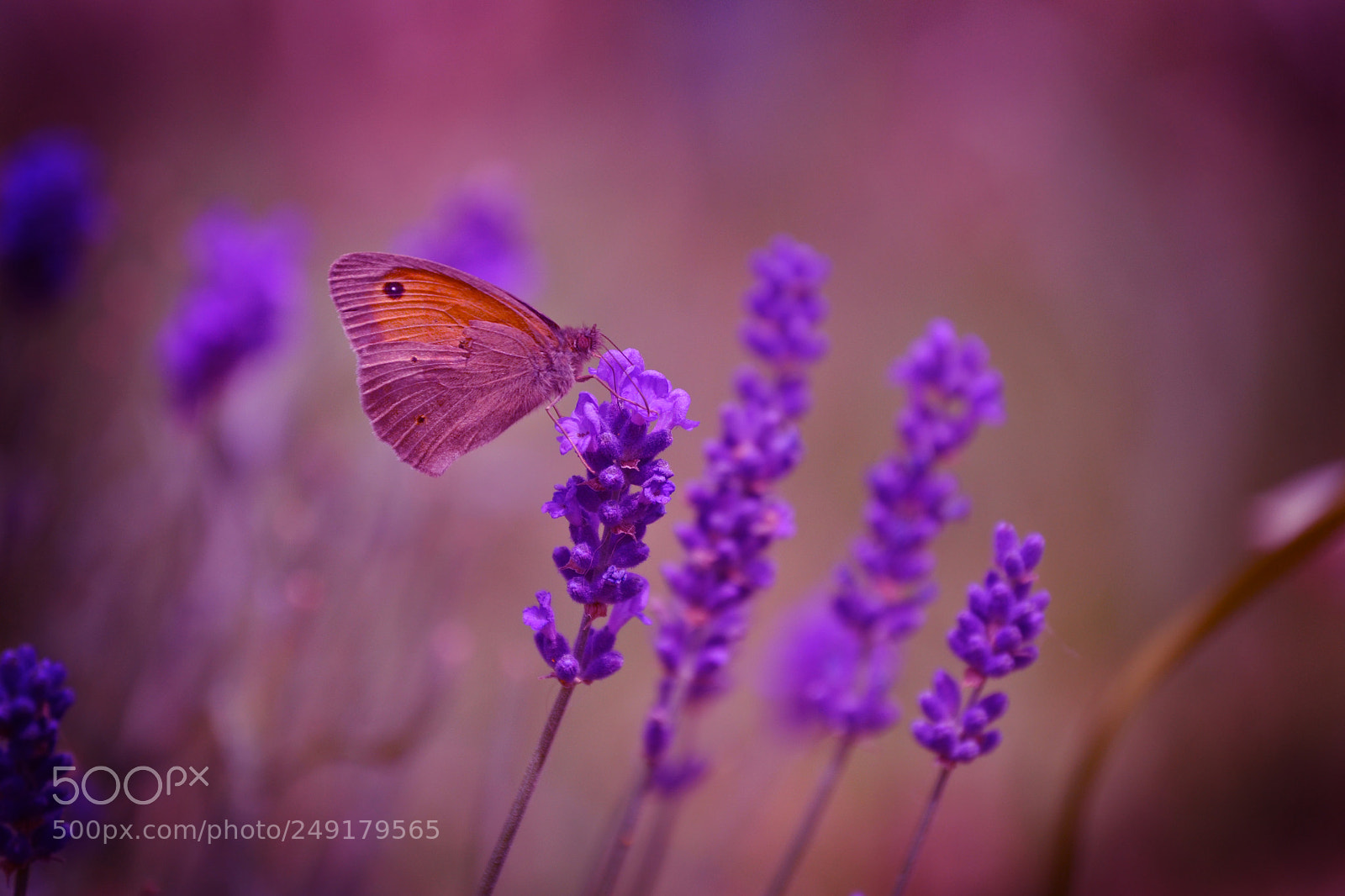 Nikon D3100 sample photo. Butterfly photography