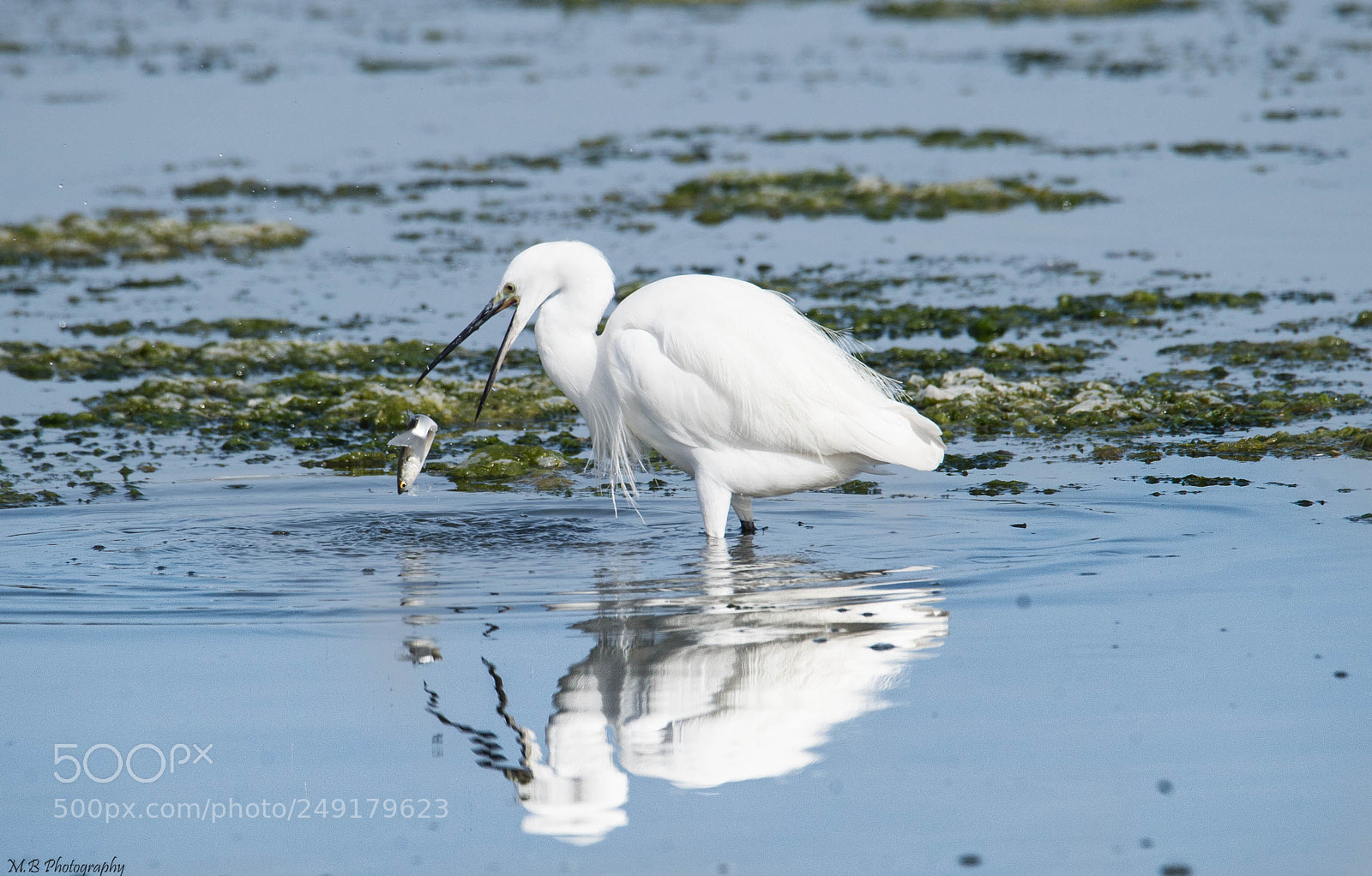 Nikon D4S sample photo. Aigrette garzette photography