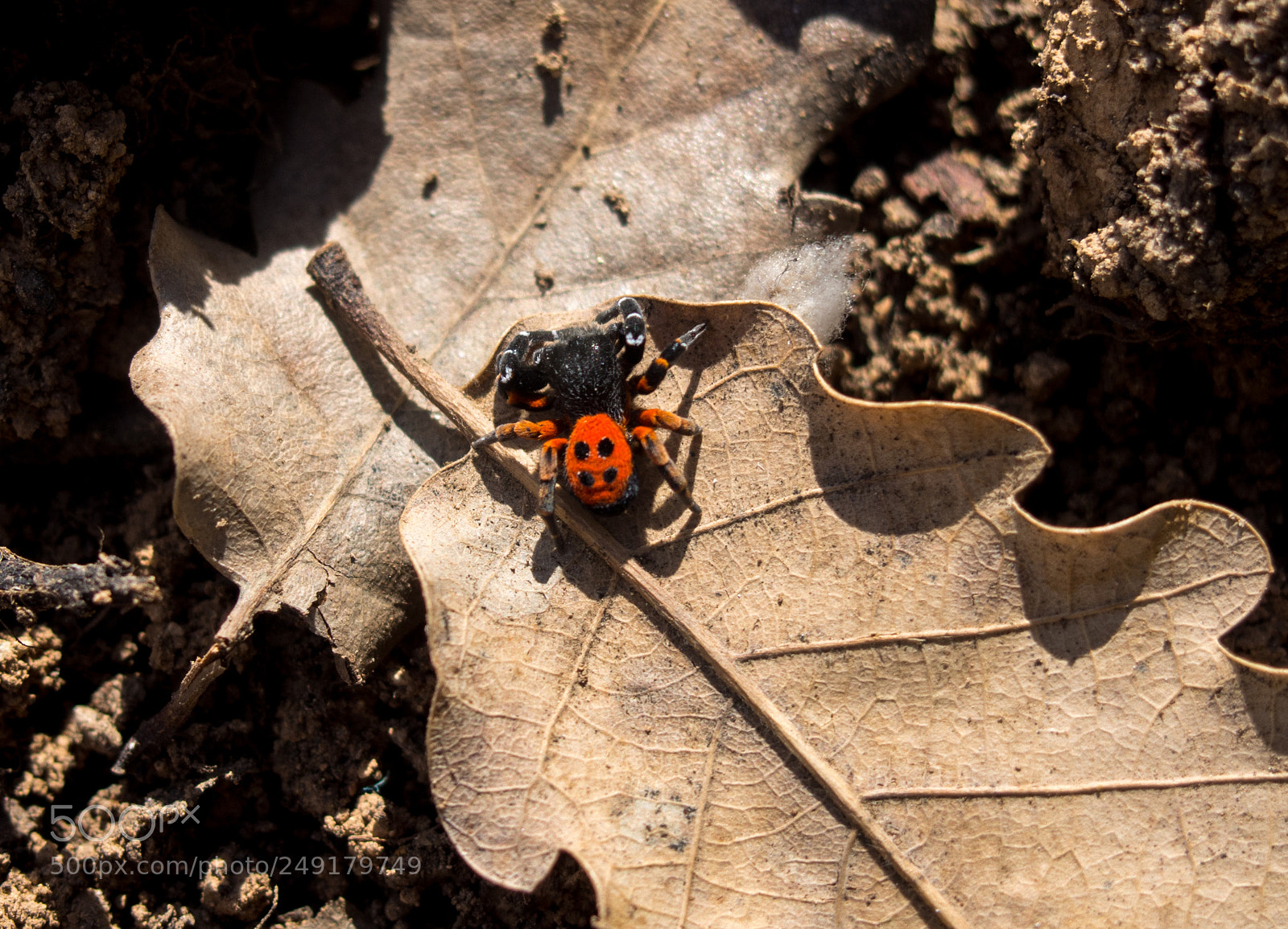 Olympus PEN E-PL5 sample photo. Eight_legs_ beauty photography