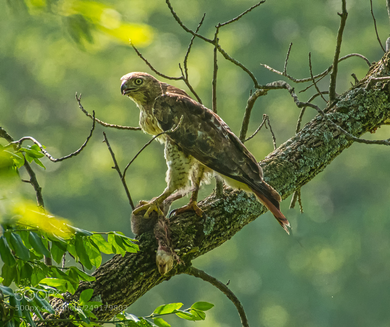 Nikon D7200 sample photo. Hawk photography