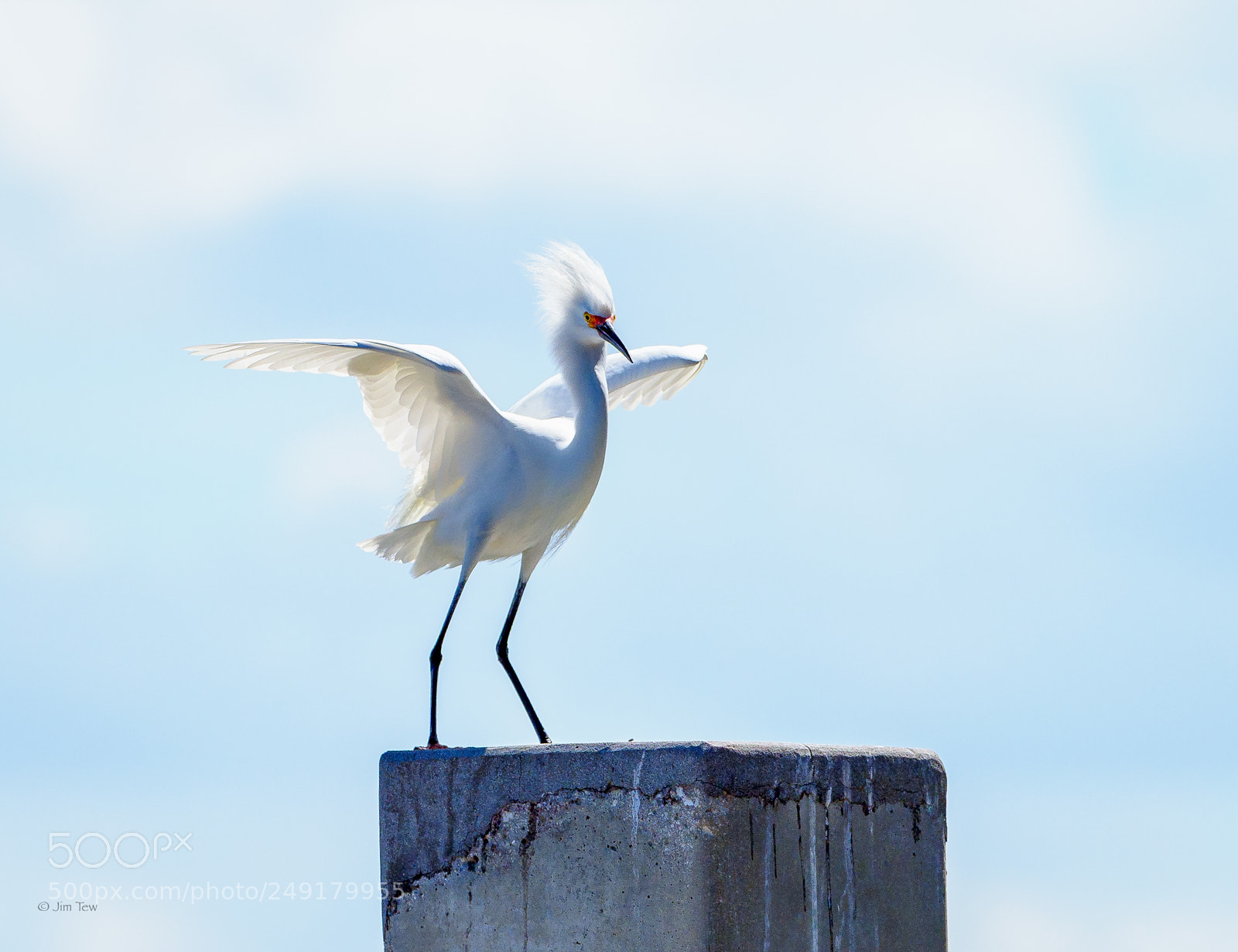 Olympus OM-D E-M1 Mark II sample photo. Snowy egret photography
