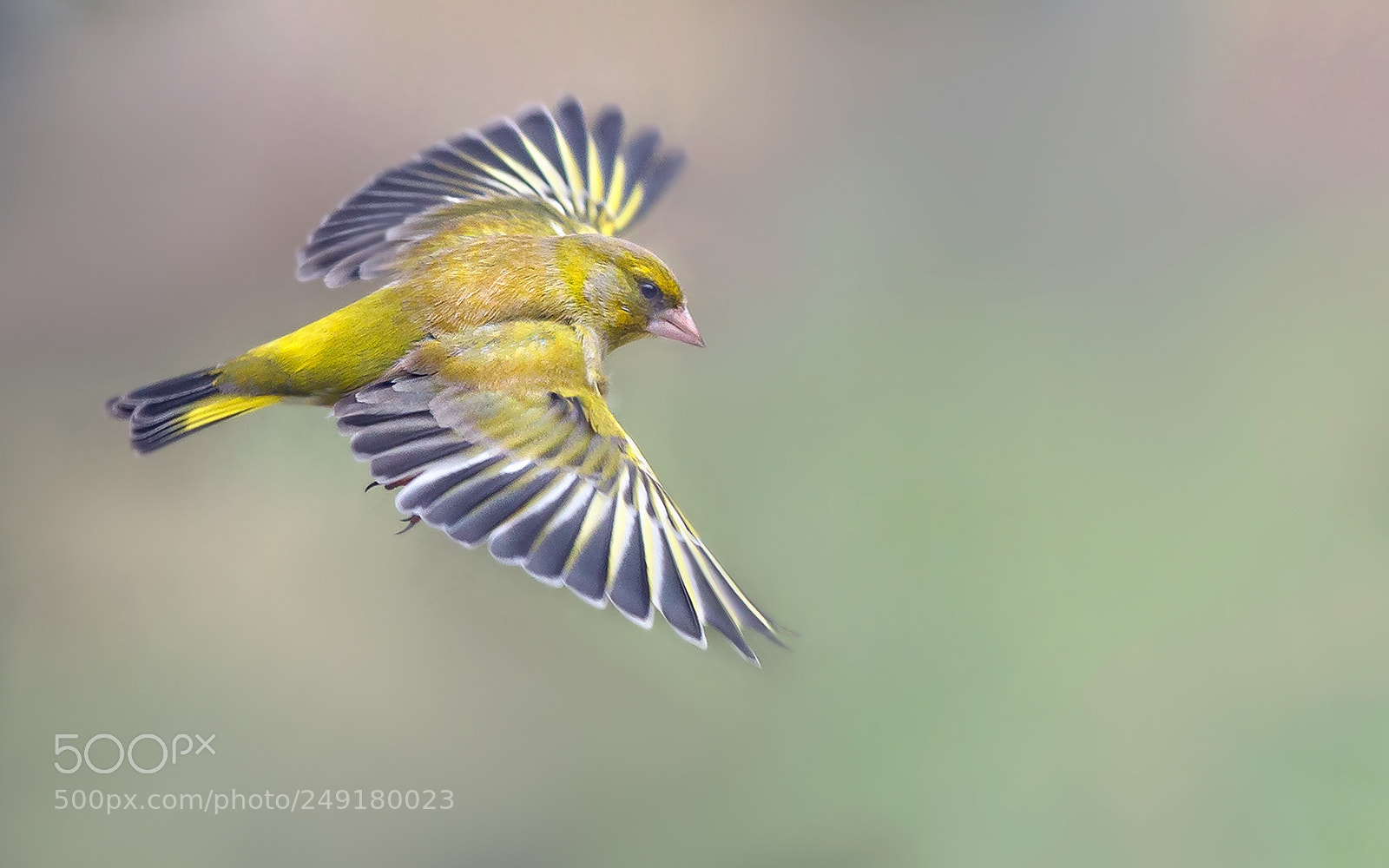 Canon EOS-1D X sample photo. European greenfinch photography