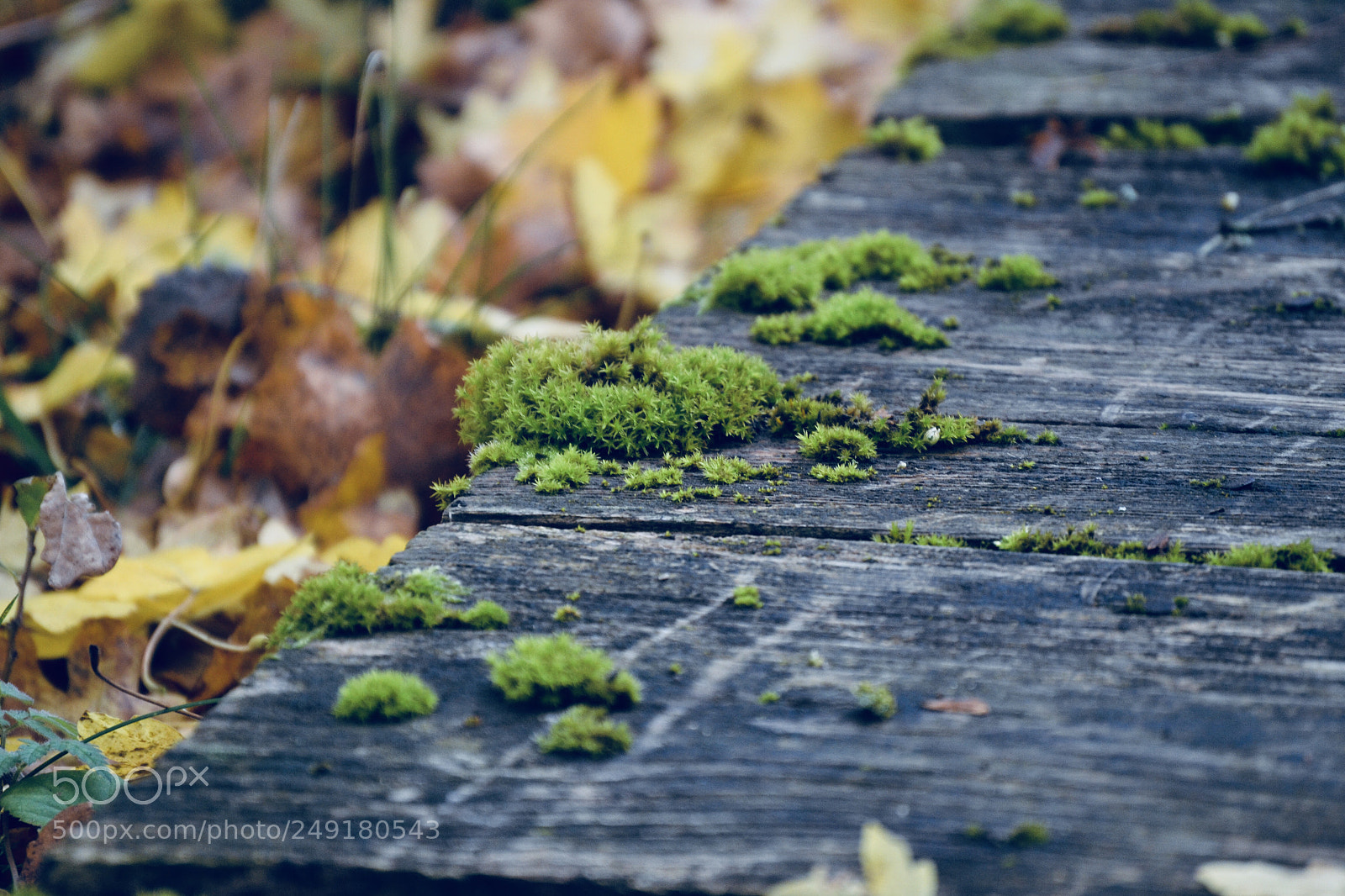 Nikon D3100 sample photo. Little bit moss photography