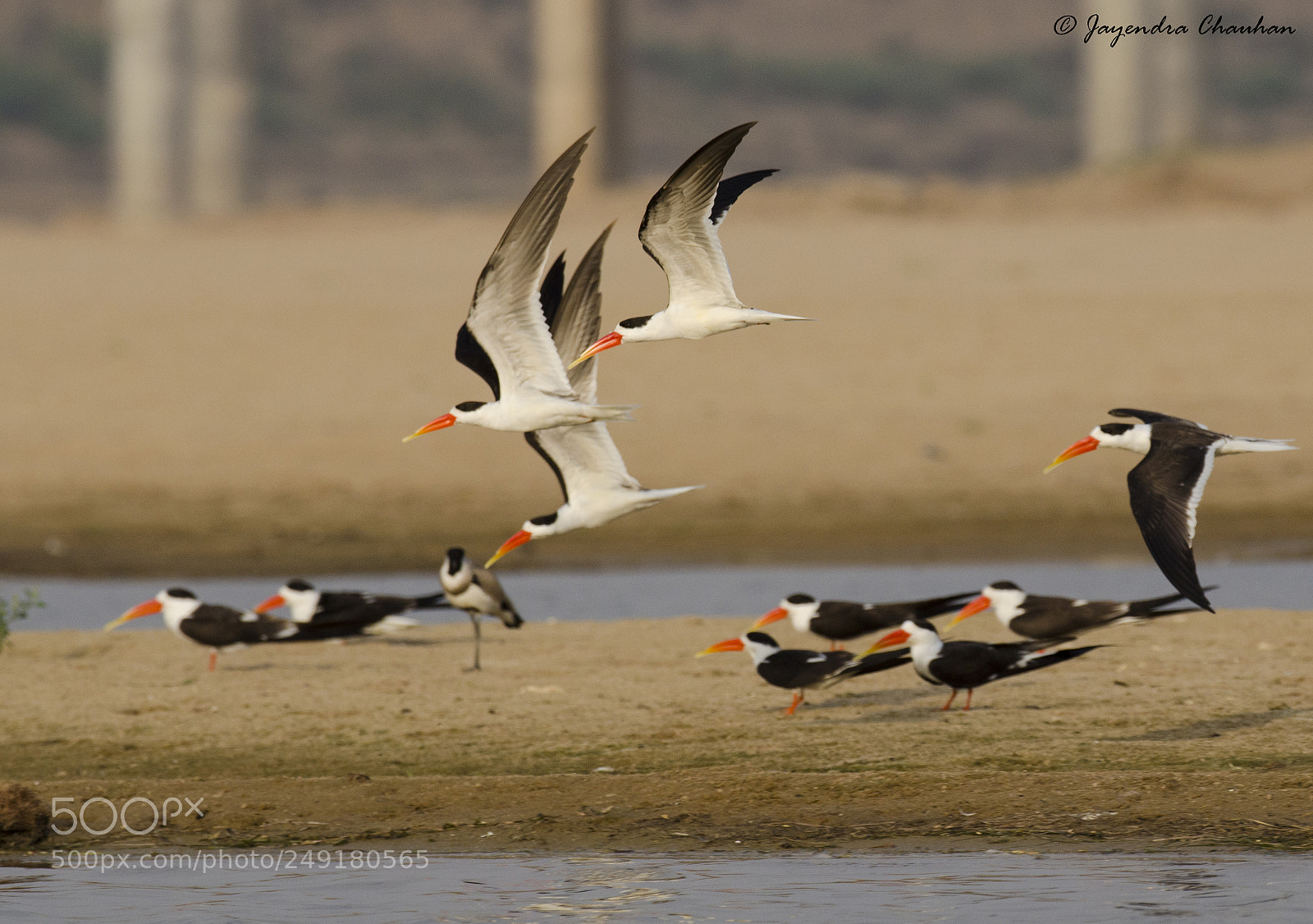 Nikon D5100 sample photo. Indian skimmers photography