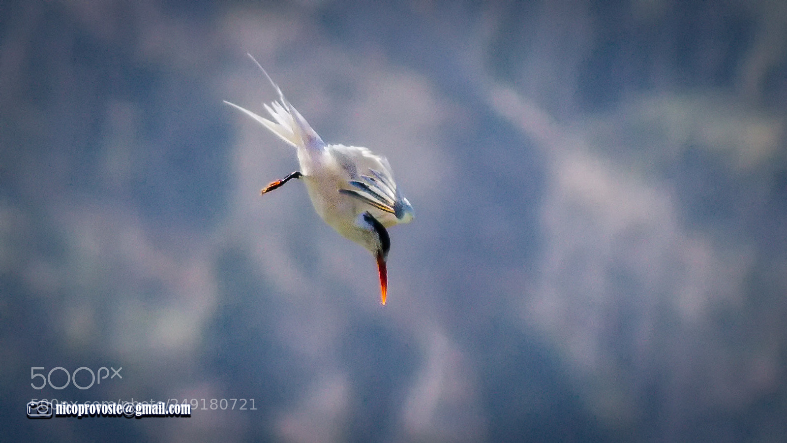 Canon EOS 7D sample photo. Piquero ii photography