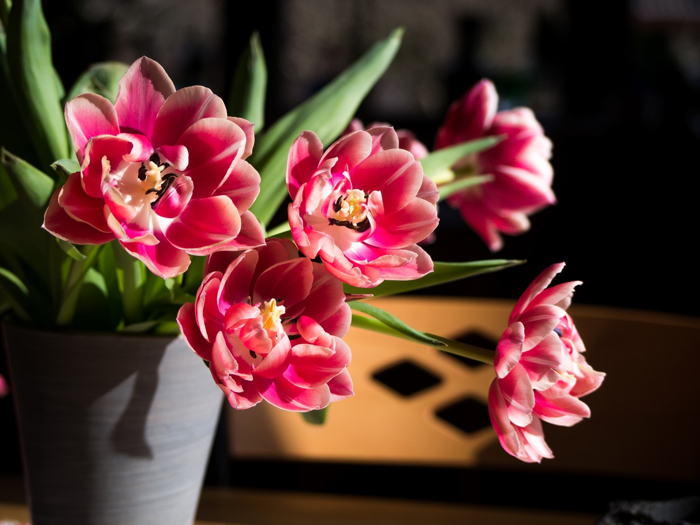 Olympus PEN E-PM2 sample photo. Just ordinary tulips photography