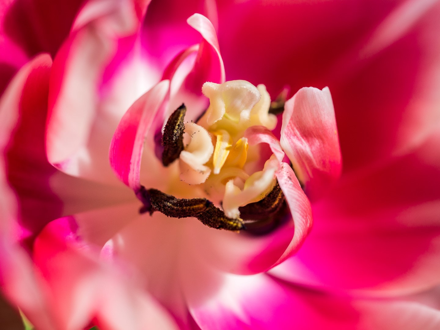 Olympus PEN E-PM2 sample photo. Tulip impression photography