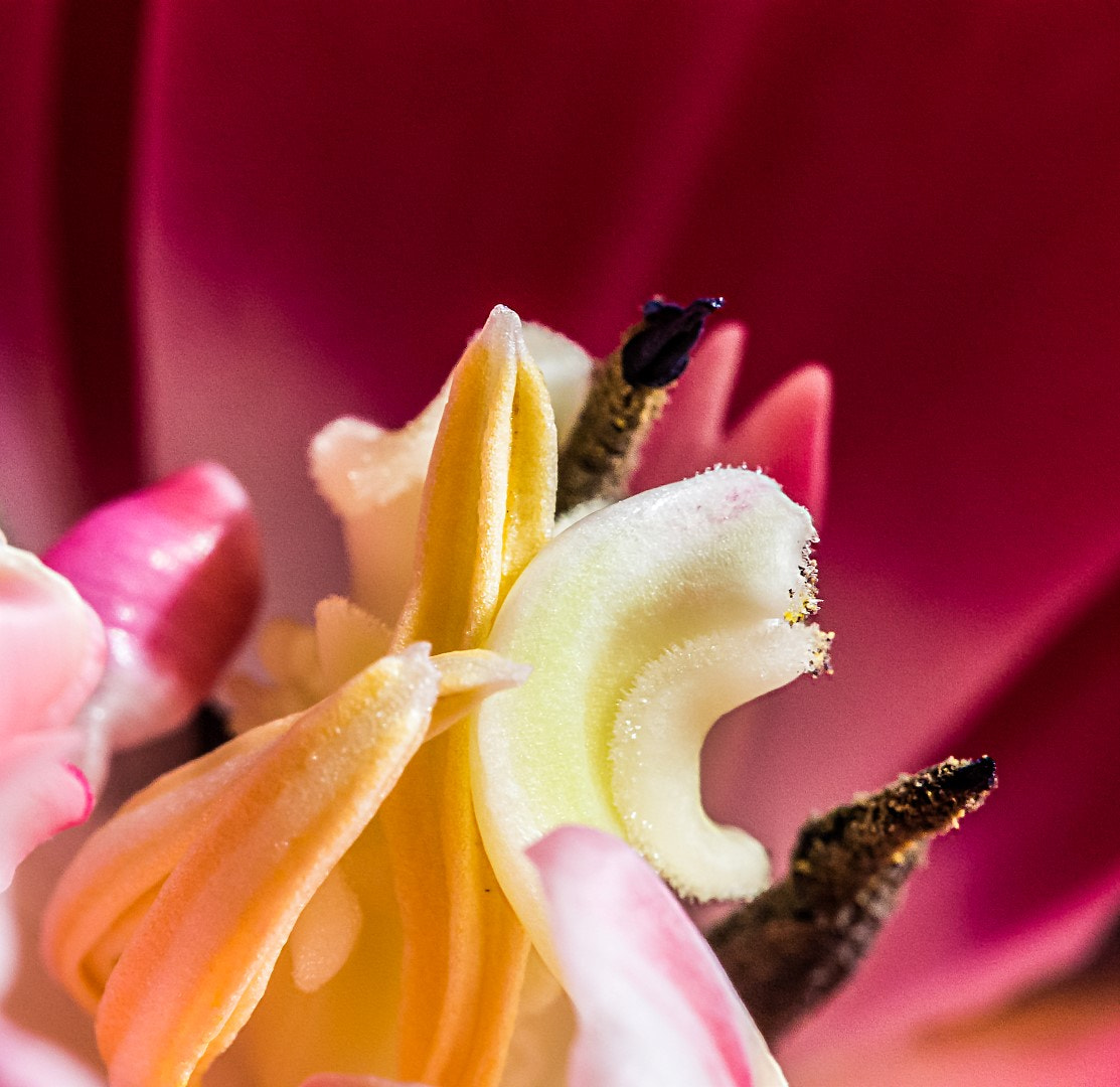 Olympus PEN E-PM2 sample photo. Tulip salad photography