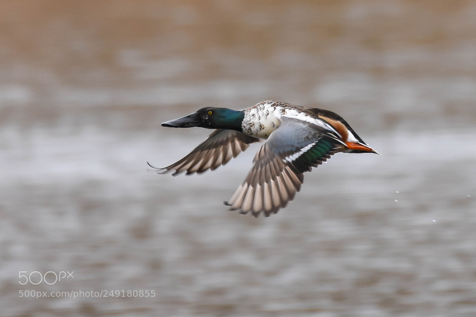 Nikon D7200 sample photo. Shoveler photography