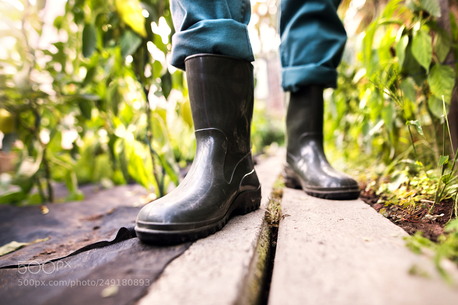 Nikon D5 sample photo. Senior man gardening in photography