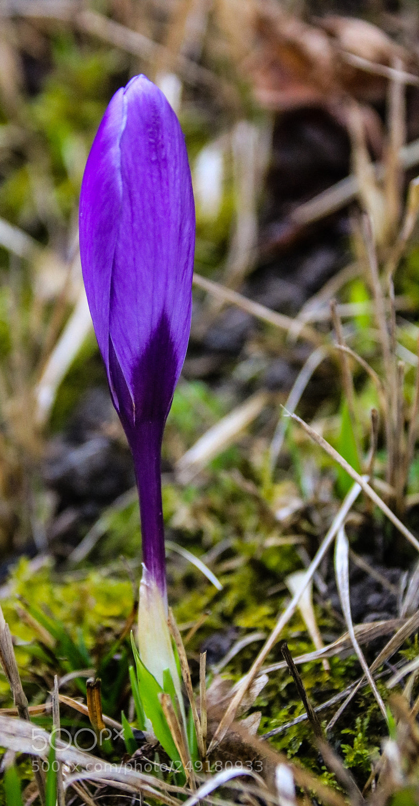 Canon EOS 750D (EOS Rebel T6i / EOS Kiss X8i) sample photo. The single crocus photography